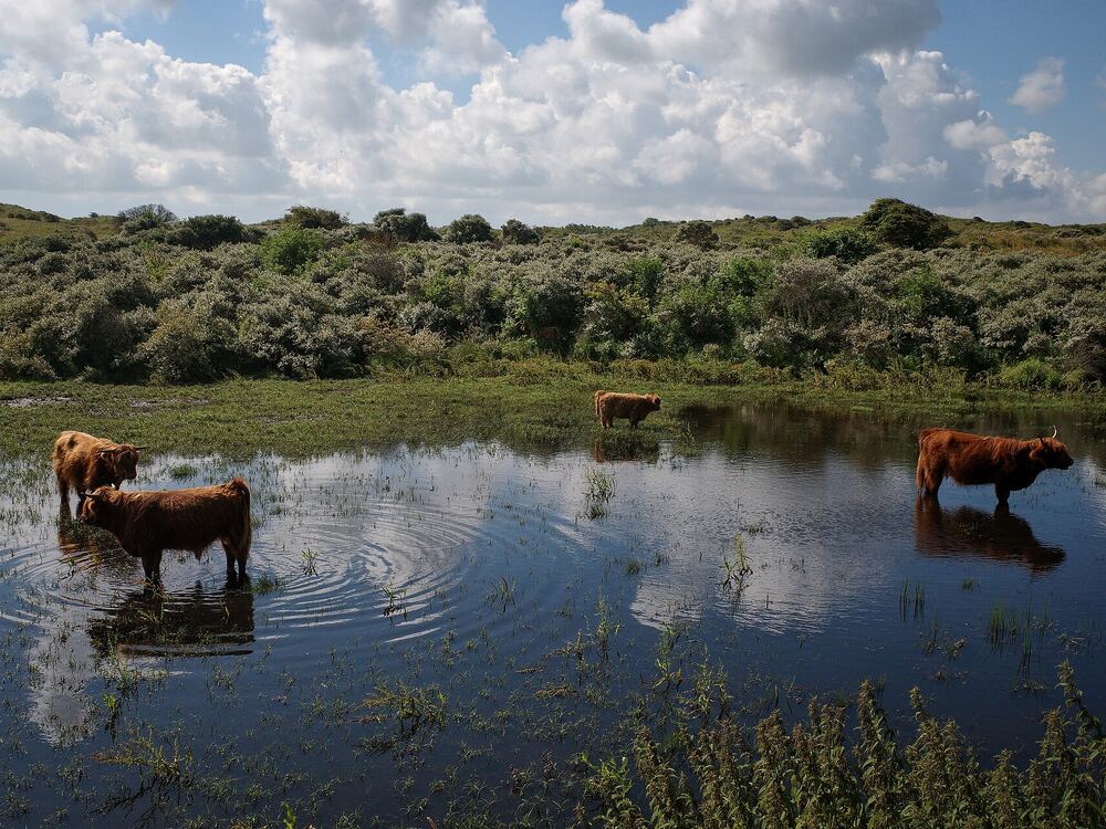 Schotse hooglanders in het duingebied Berkheide bij Katwijk